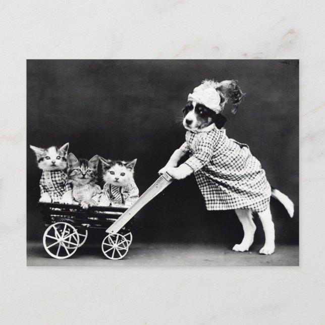 Tarjeta postal de cachorro y gatitos divertidos |  (Anverso)