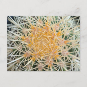 Tarjeta postal de cactus