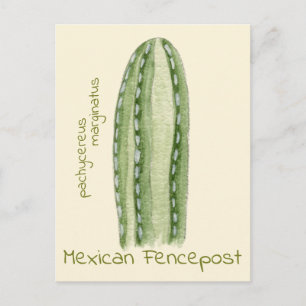 Tarjeta postal de cactus Fencepost mexicano