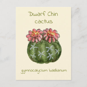 Tarjeta postal de cactus Gymnocalycium Baldianum