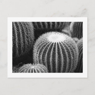 Tarjeta postal de cactus redondos