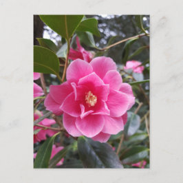 Tarjeta postal de Camelia en el parque