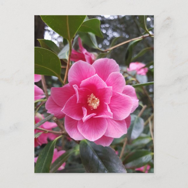 Tarjeta postal de Camelia en el parque (Anverso)