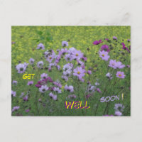 Tarjeta postal de Campo de Cosmea y Colza Recupéra