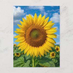 TARJETA POSTAL DE CAMPO DE GIRASOLES