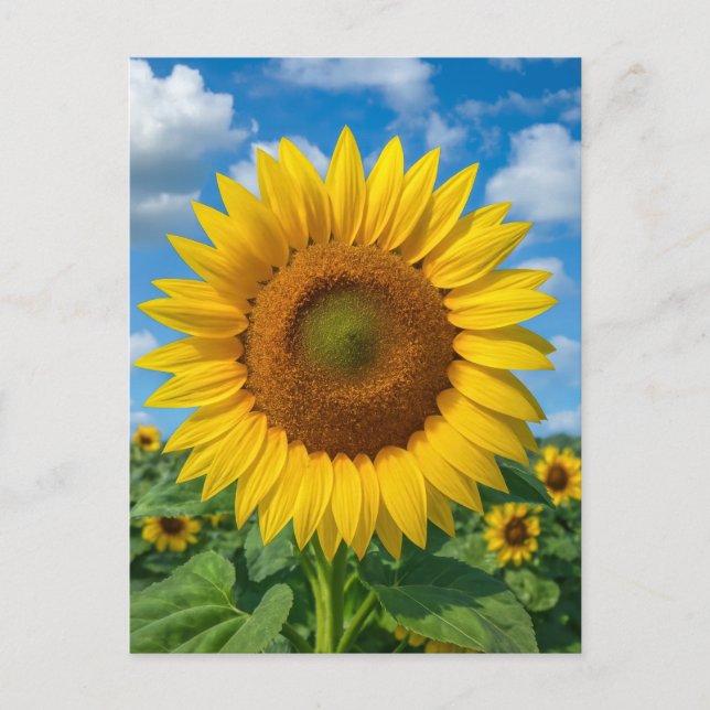 TARJETA POSTAL DE CAMPO DE GIRASOLES (Anverso)