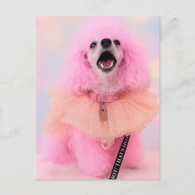 Tarjeta postal de Caniche de Juguete Rosa, Mozzare (Anverso)