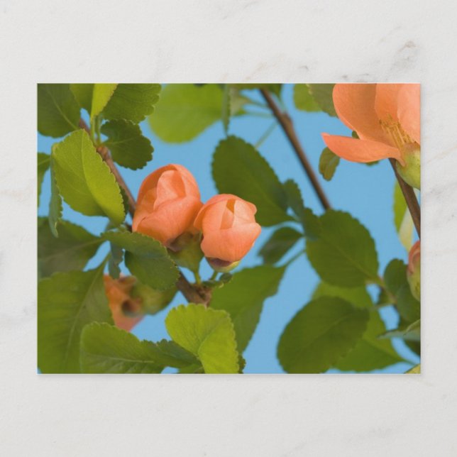 tarjeta postal de capullos de flores (Anverso)