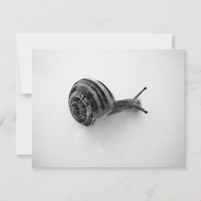 Tarjeta postal de caracol (Anverso)