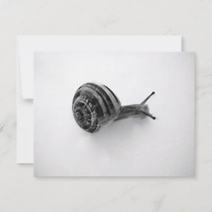 Tarjeta postal de caracol