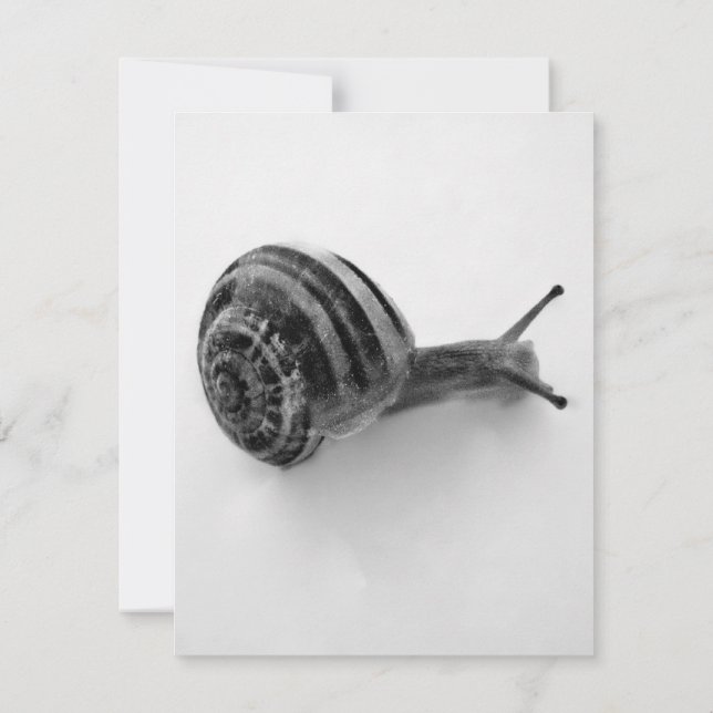 Tarjeta postal de caracol (Reverso)