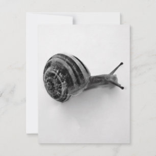 Tarjeta postal de caracol