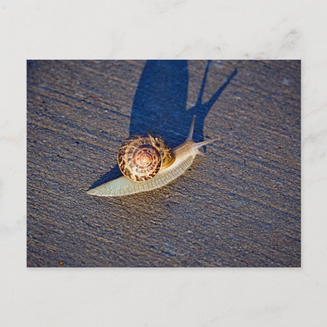 Tarjeta postal de caracol de jardín (Anverso)