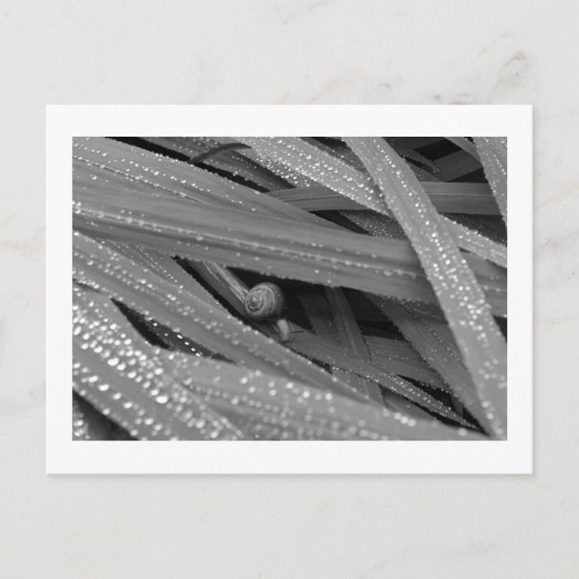 Tarjeta postal de caracol de jardín (Anverso)