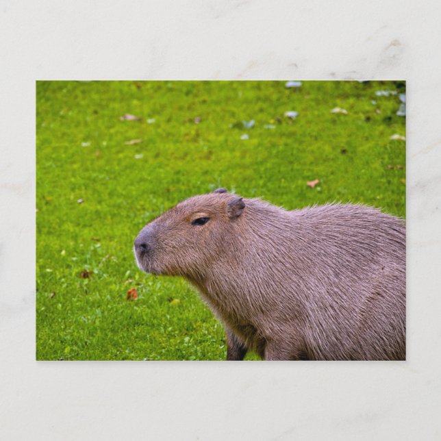 Tarjeta Postal de Carpincho (Anverso)