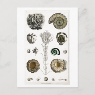 TARJETA POSTAL DE CARTA ANIMAL DE FOSSILS DE VINTA