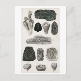TARJETA POSTAL DE CARTA ANIMAL DE FOSSILS DE VINTA