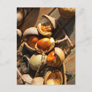 Tarjeta postal de castaño de Indias