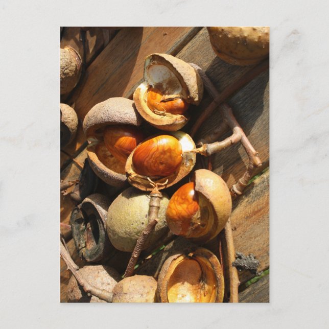 Tarjeta postal de castaño de Indias (Anverso)