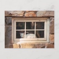Tarjeta postal de Cat in Window