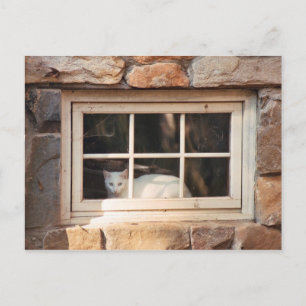 Tarjeta postal de Cat in Window