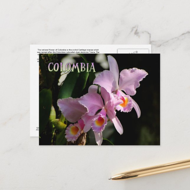 Tarjeta postal de Cattleya Orchid (Anverso/Reverso In Situ)