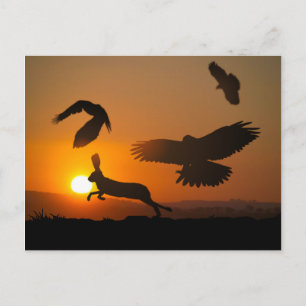 Tarjeta postal de caza de halcones Harris