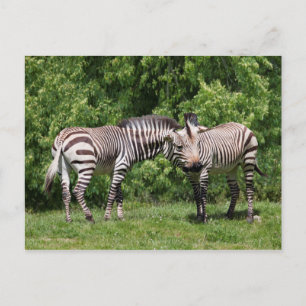 Tarjeta postal de cebras enamoradas
