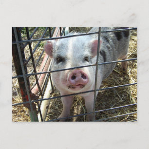 Tarjeta postal de cerdo dulce