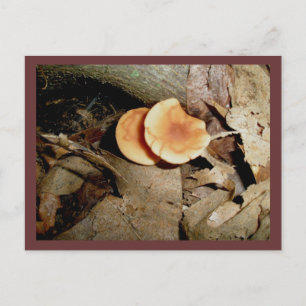 Tarjeta postal de champiñones naranja dobles