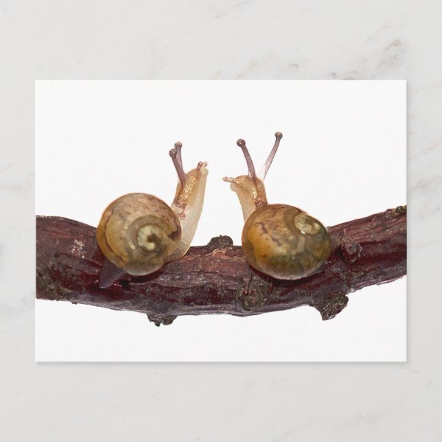 Tarjeta postal de charla de caracol bebé (Anverso)