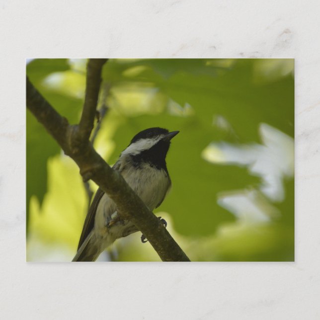 TARJETA POSTAL DE CHICKADEE DE PINTURA NEGRA (Anverso)