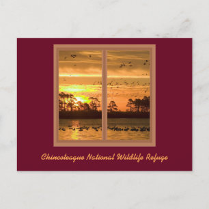 Tarjeta postal de Chincoteague Island Sunset