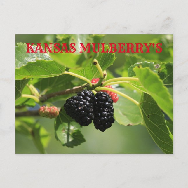 Tarjeta postal de cierre de Kansas Mulberry (Anverso)