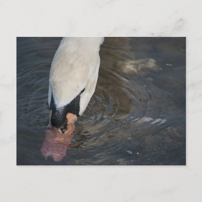 Tarjeta postal de cisne (Anverso)
