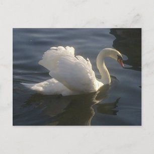 Tarjeta postal de cisne blanco