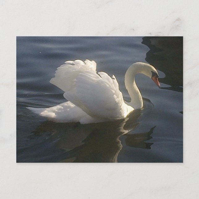 Tarjeta postal de cisne blanco (Anverso)
