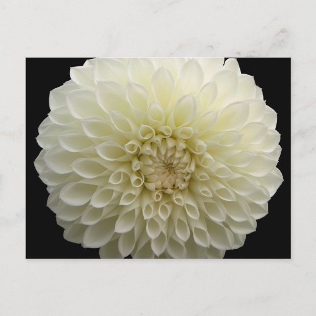 Tarjeta postal de clavel blanco (Anverso)