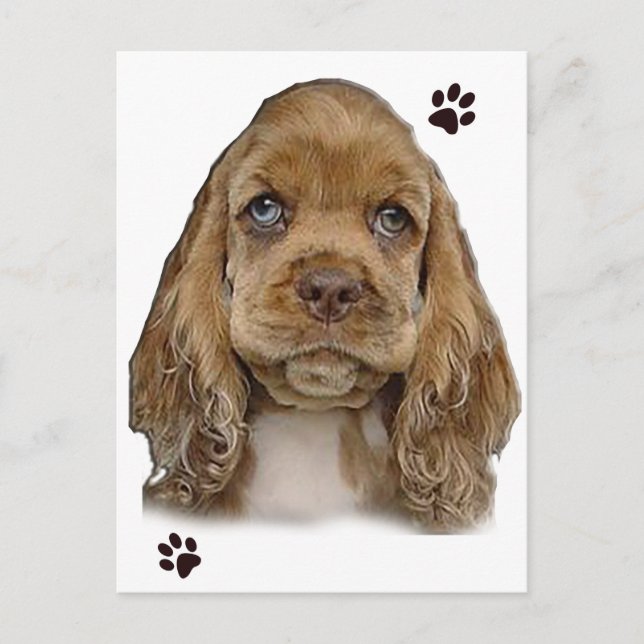 Tarjeta postal de Cocker Spaniel (Anverso)