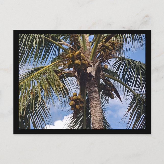 TARJETA POSTAL DE COCO PALMERA (Anverso)