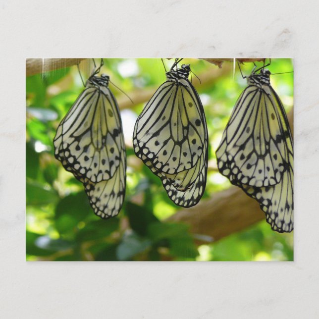 Tarjeta postal de Cocoons (Anverso)