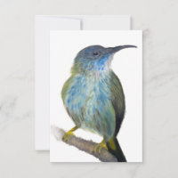 Tarjeta postal de colibrí con tinte azul dibujada 
