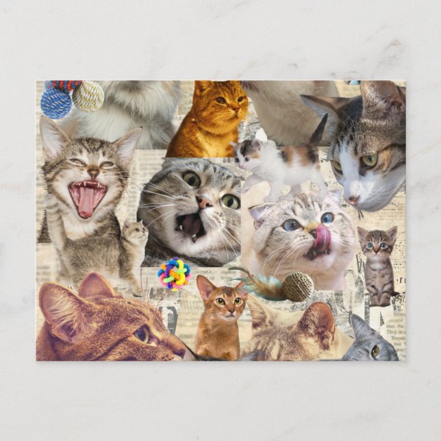 Tarjeta postal de collage de gato (Anverso)