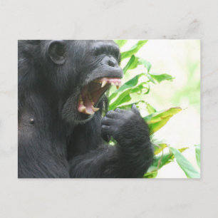 Tarjeta postal de colmillos de chimpancé