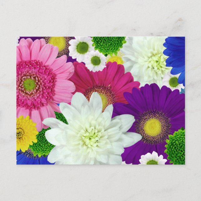 Tarjeta postal de Colorfor Daisies (Anverso)