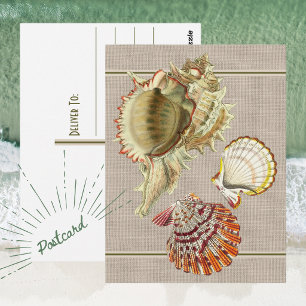 Tarjeta postal de conchas de playa vintage
