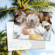 Tarjeta postal de conchas Natica Jewel Box Kitten'