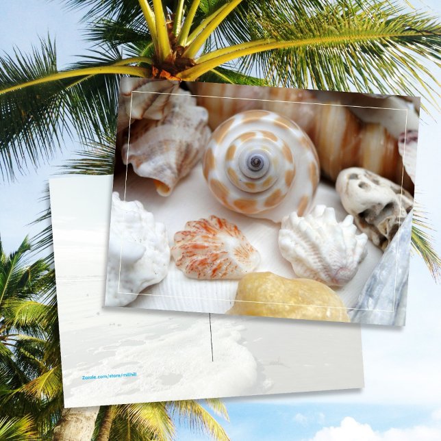 Tarjeta postal de conchas Natica Jewel Box Kitten' (Subido por el creador)