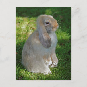 Tarjeta postal de conejo Minilop bebé
