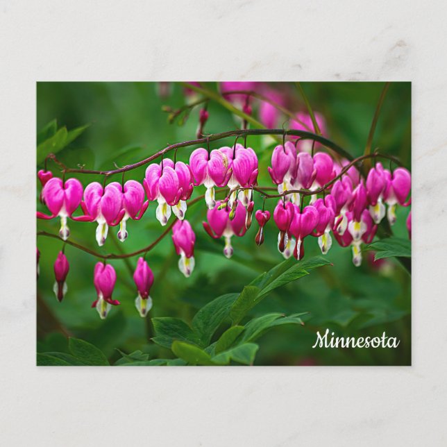 Tarjeta postal de Corazones Sangrantes (Anverso)